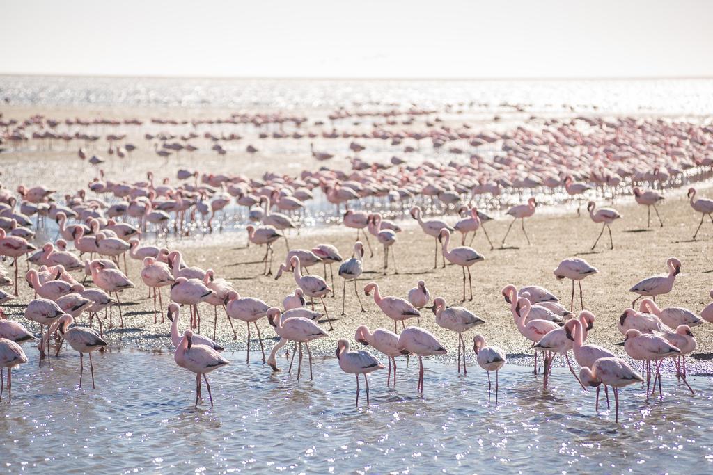 Flamingo Villas Boutique Hotel Walvis Bay Exterior photo